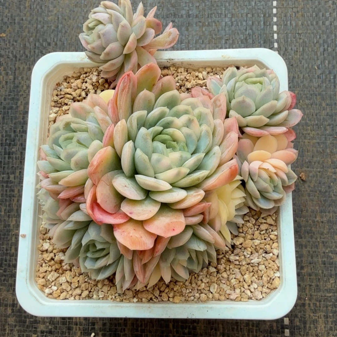 冰梅锦锦上园艺一物一拍