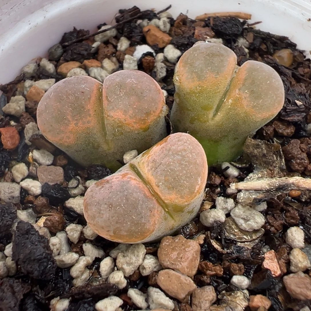 258多肉植物种类多样