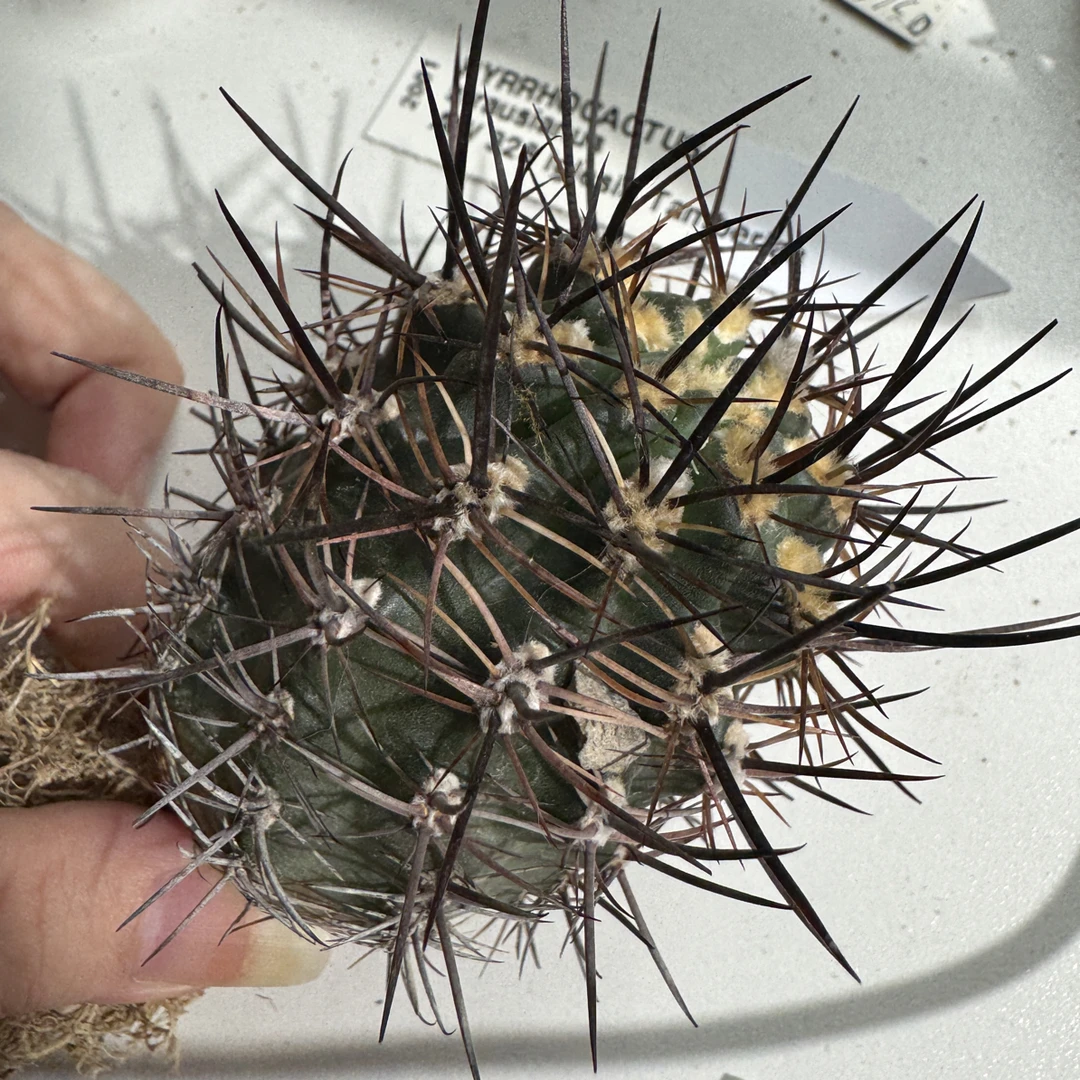 多肉植物 仙人球 吼熊
