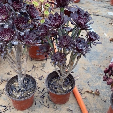小**?黑法2颗72多肉植物法师法师