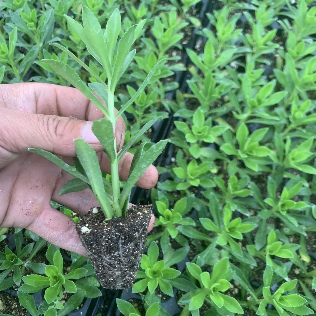 金不换苗养心菜根苗高钙养心菜苗救心菜苗土三七苗田七菜苗费菜苗