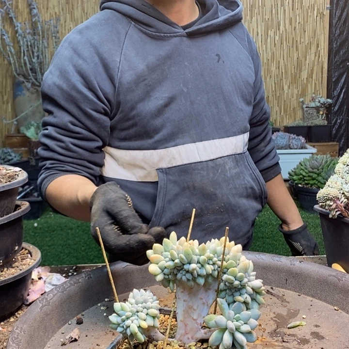 穷***面318号奶糖多肉植物