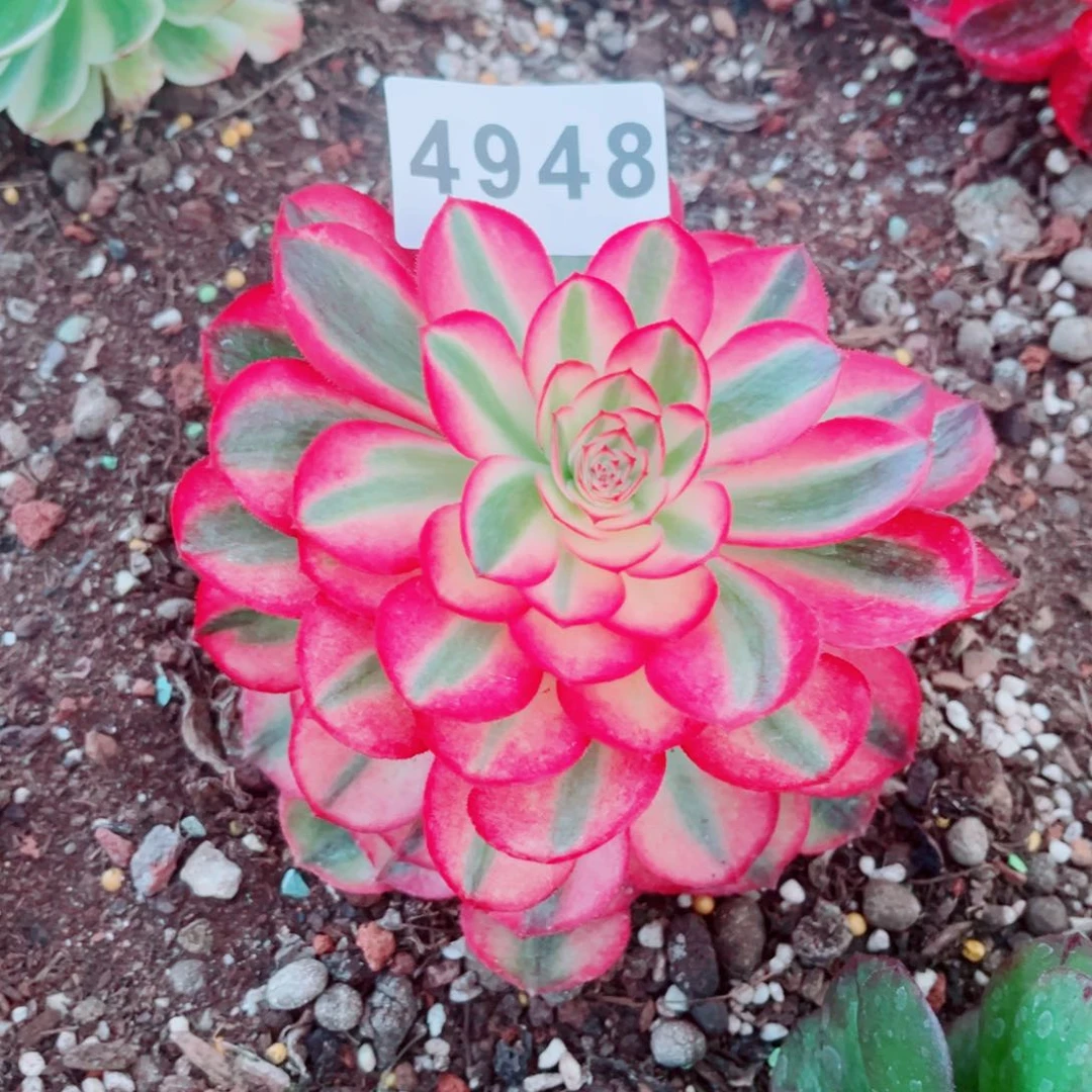 荔枝多肉发货发货