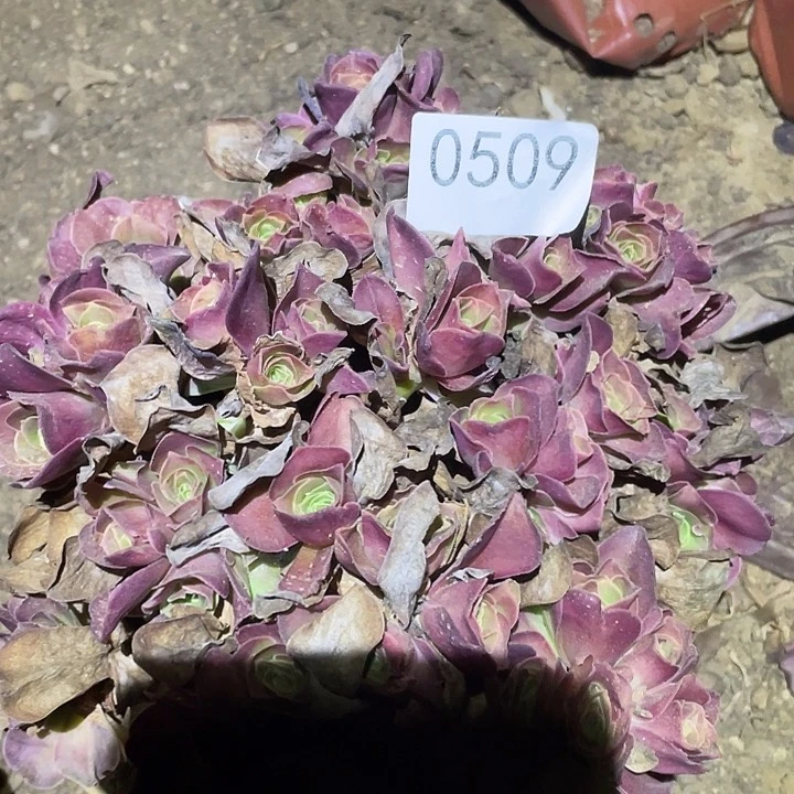 多肉植物法师509美金玫瑰