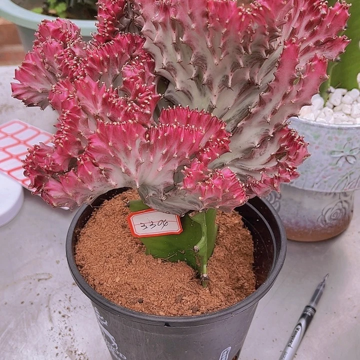 大戟科多肉植物小彩旗