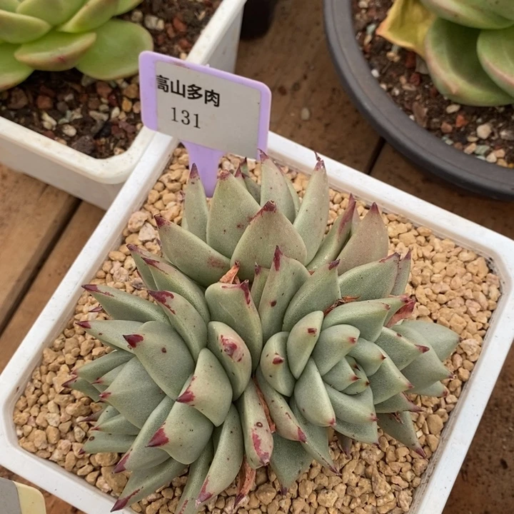 D131- 直播福利 白皮乌木