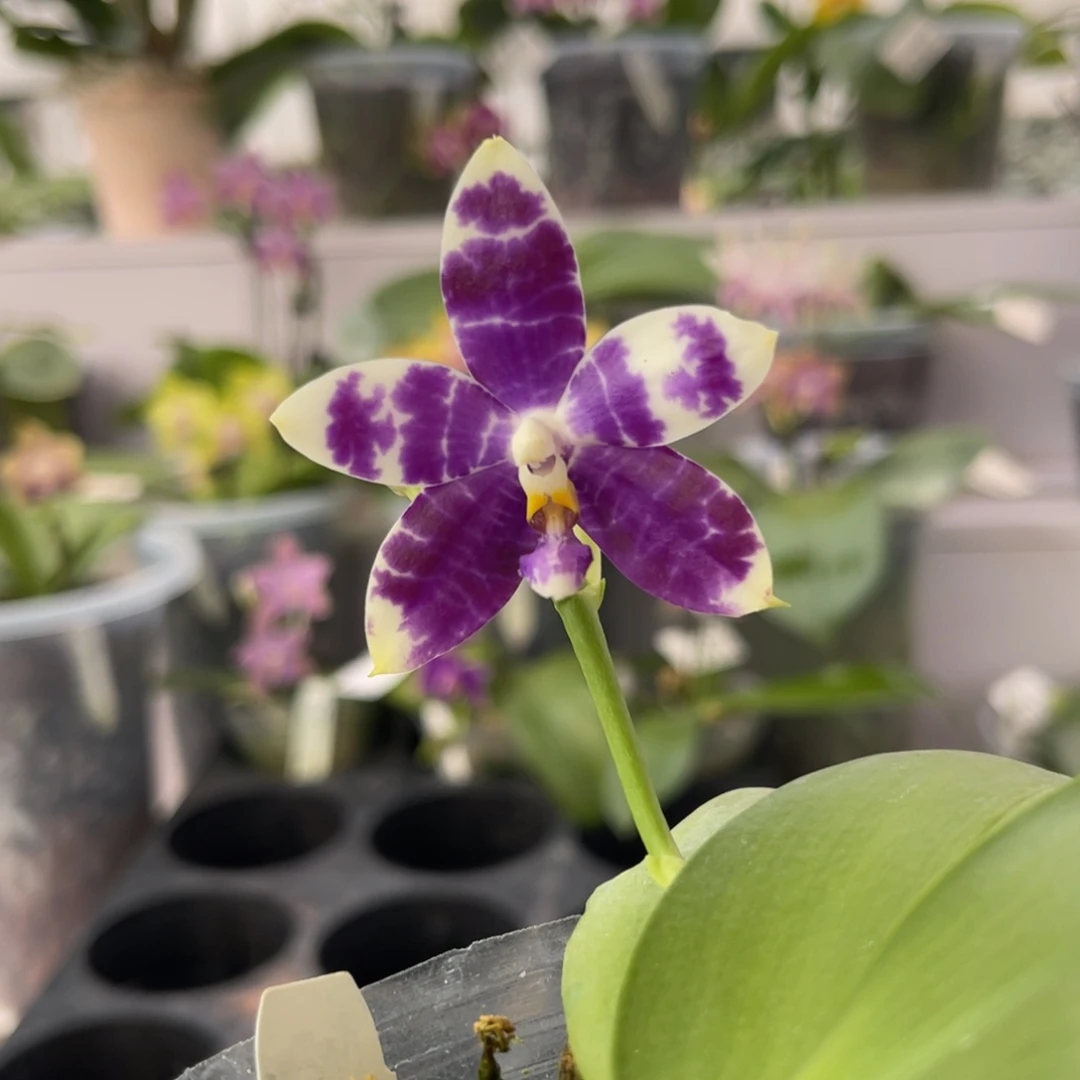 完全开放983 2.8寸3745 根不多 一物一拍