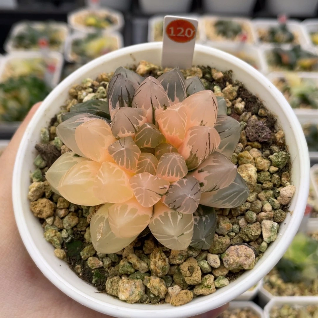 120 龙爪锦 11111111