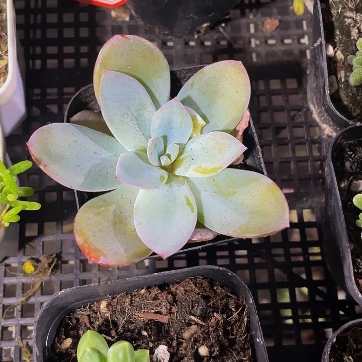 布鲁兰带盆土发货