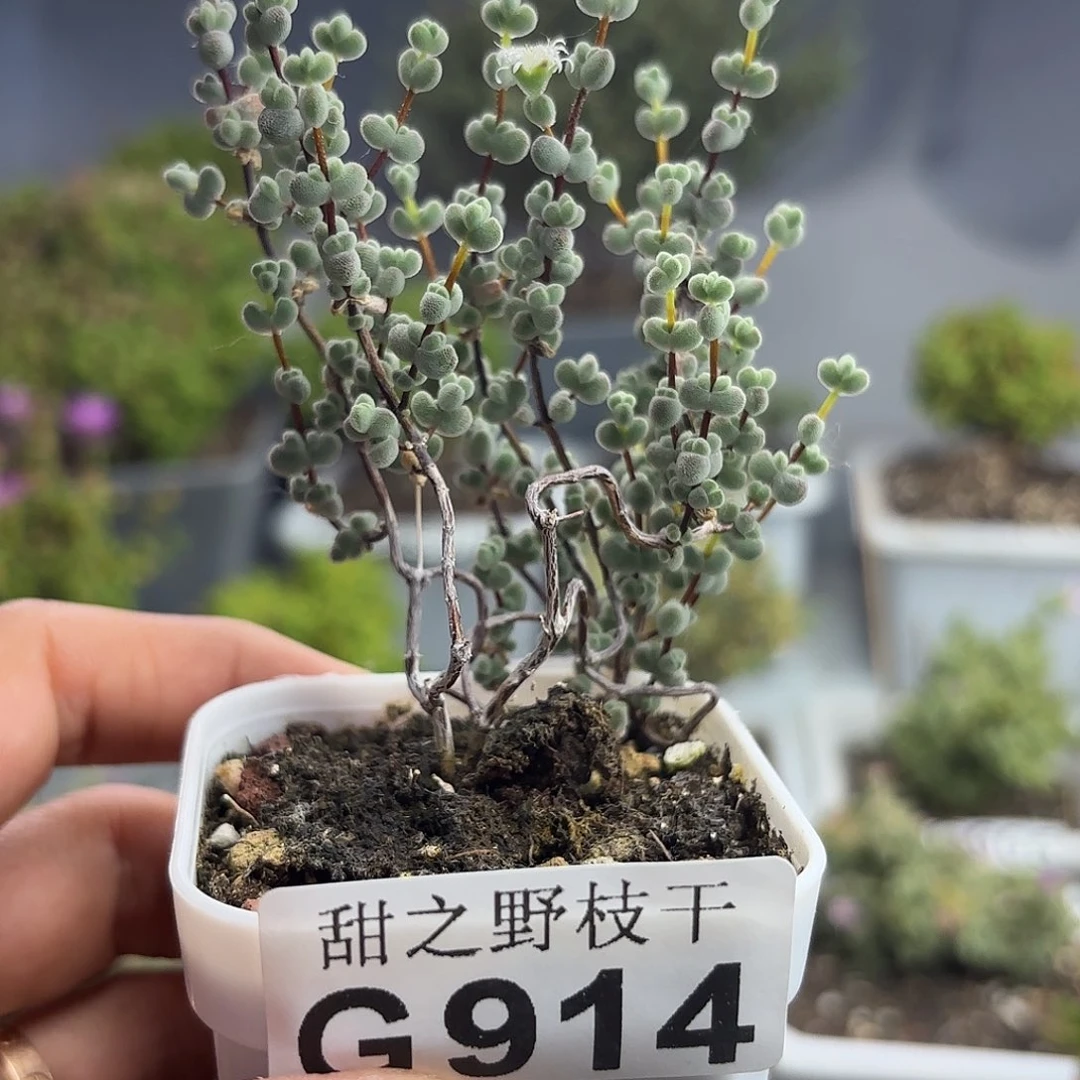 一*土914莱斯枝干番杏