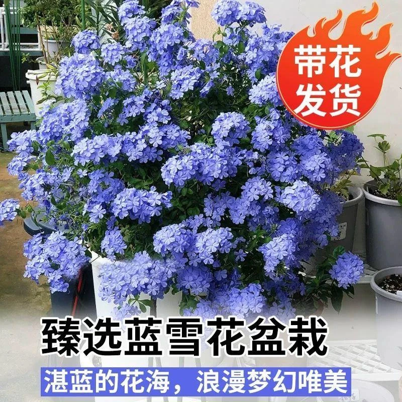 蓝雪花盆栽带花苞植物盆栽好养室外绿植垂钓型植物小苗花苗大苗