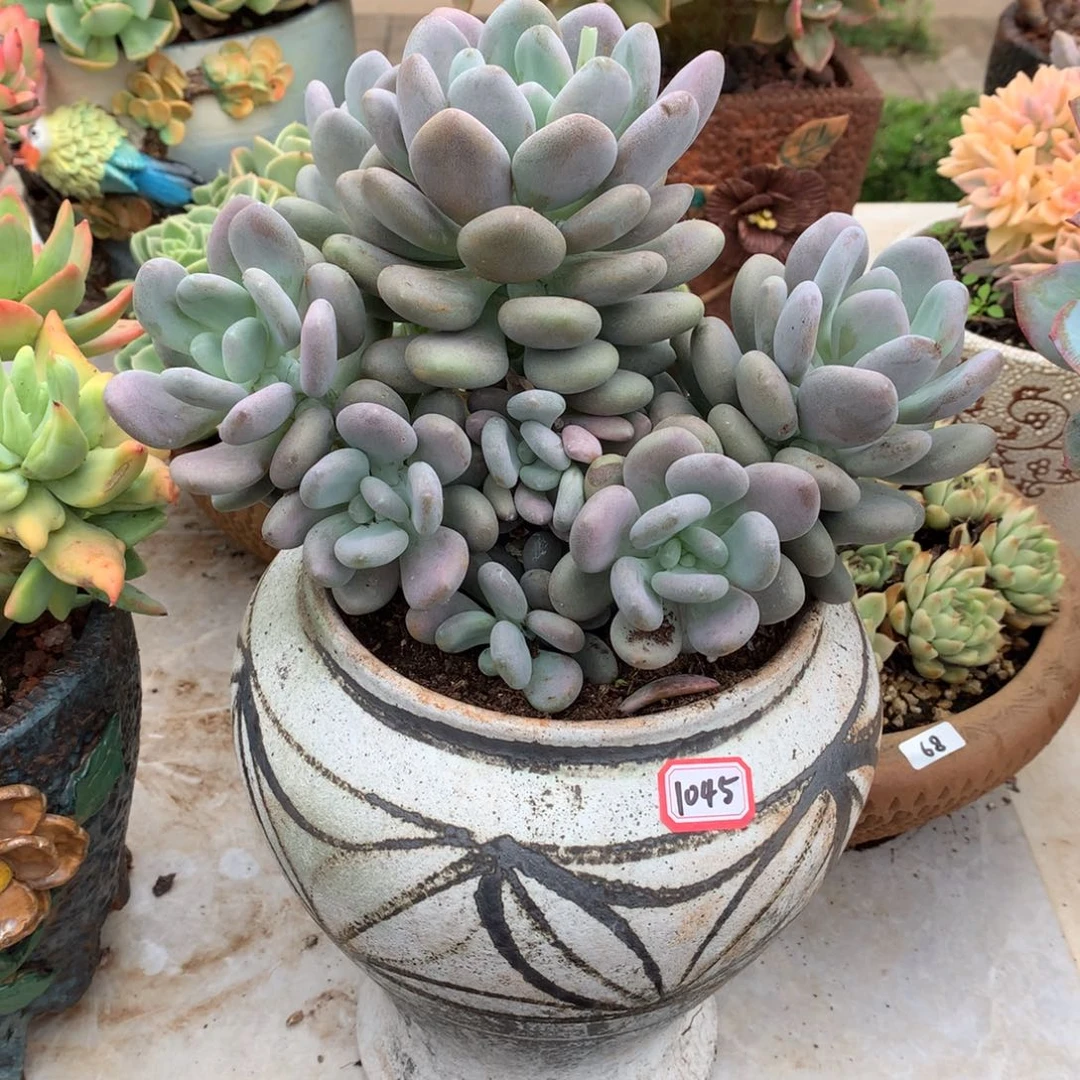 月美人1045晓晓一物一拍