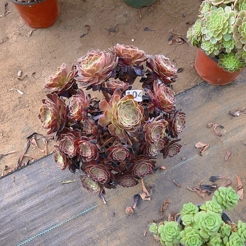 赤炎莲法师法师104