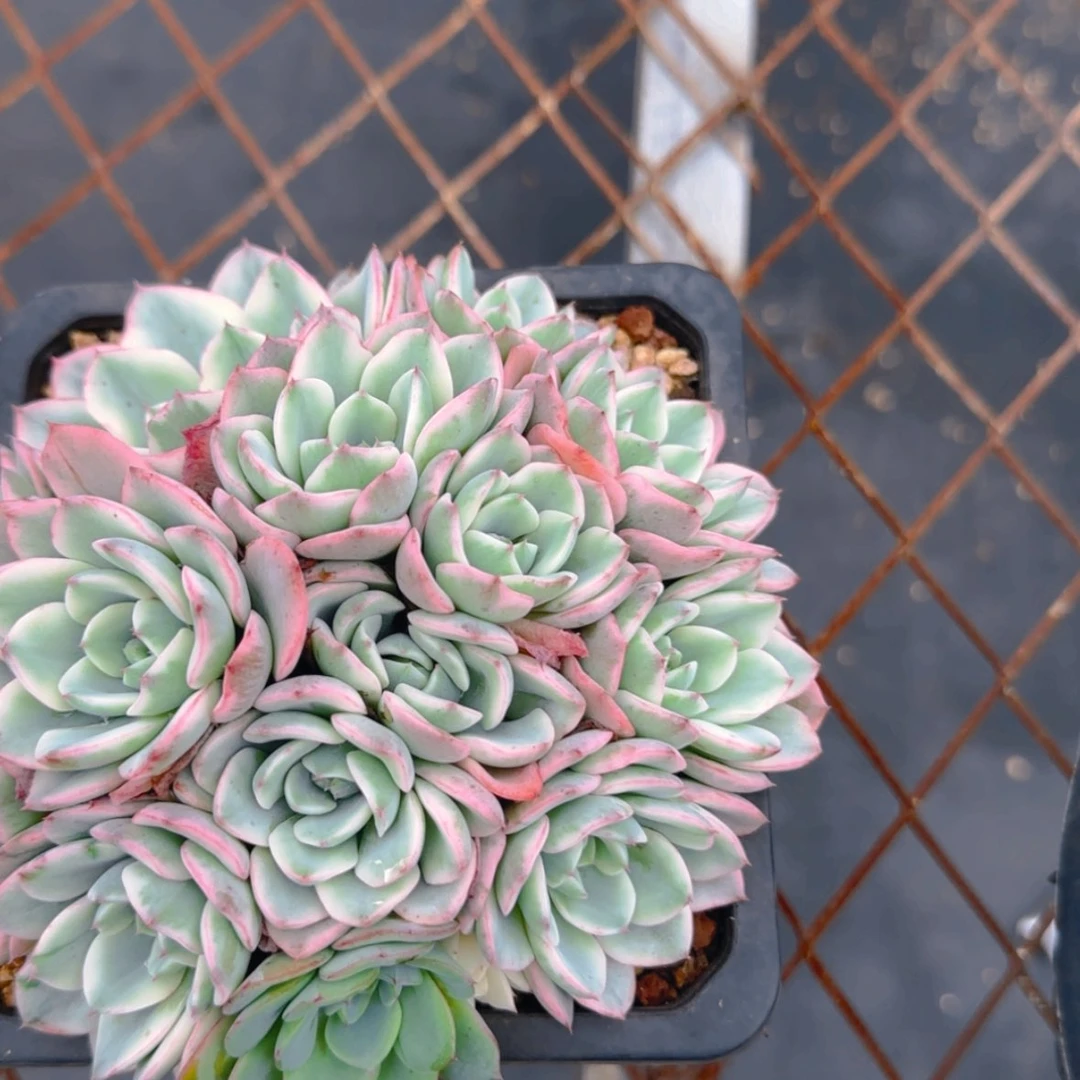 【闪购商品】奶油黄桃锦49.9