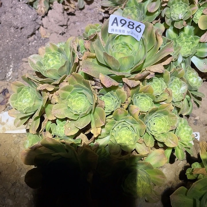 多肉植物法师986翡翠琉璃