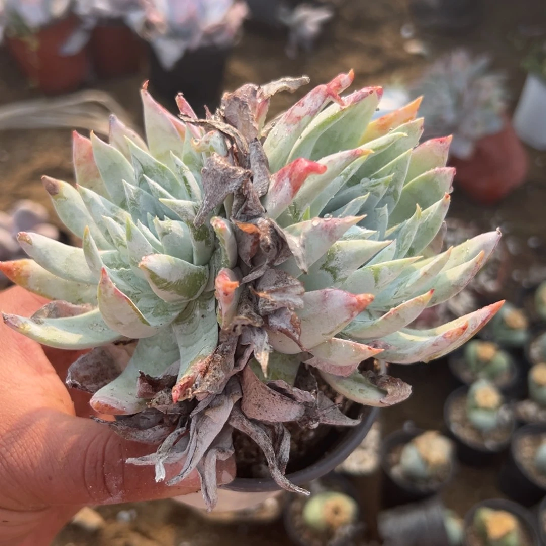 多肉植物多肉植物