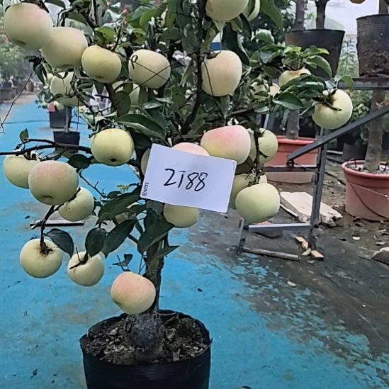 完全开放小高杆精品苹果盆景