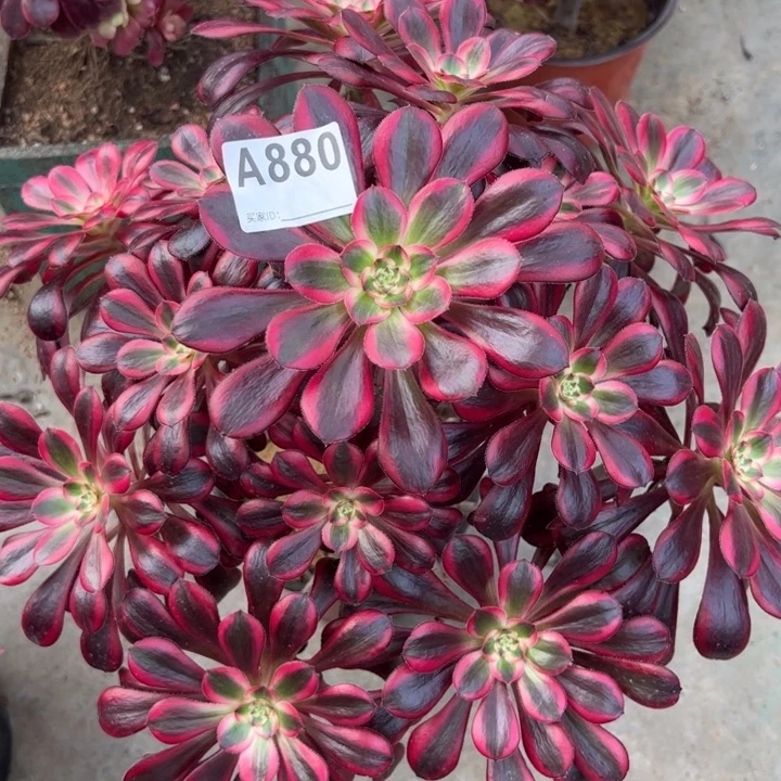 880丽娜35厘米左右