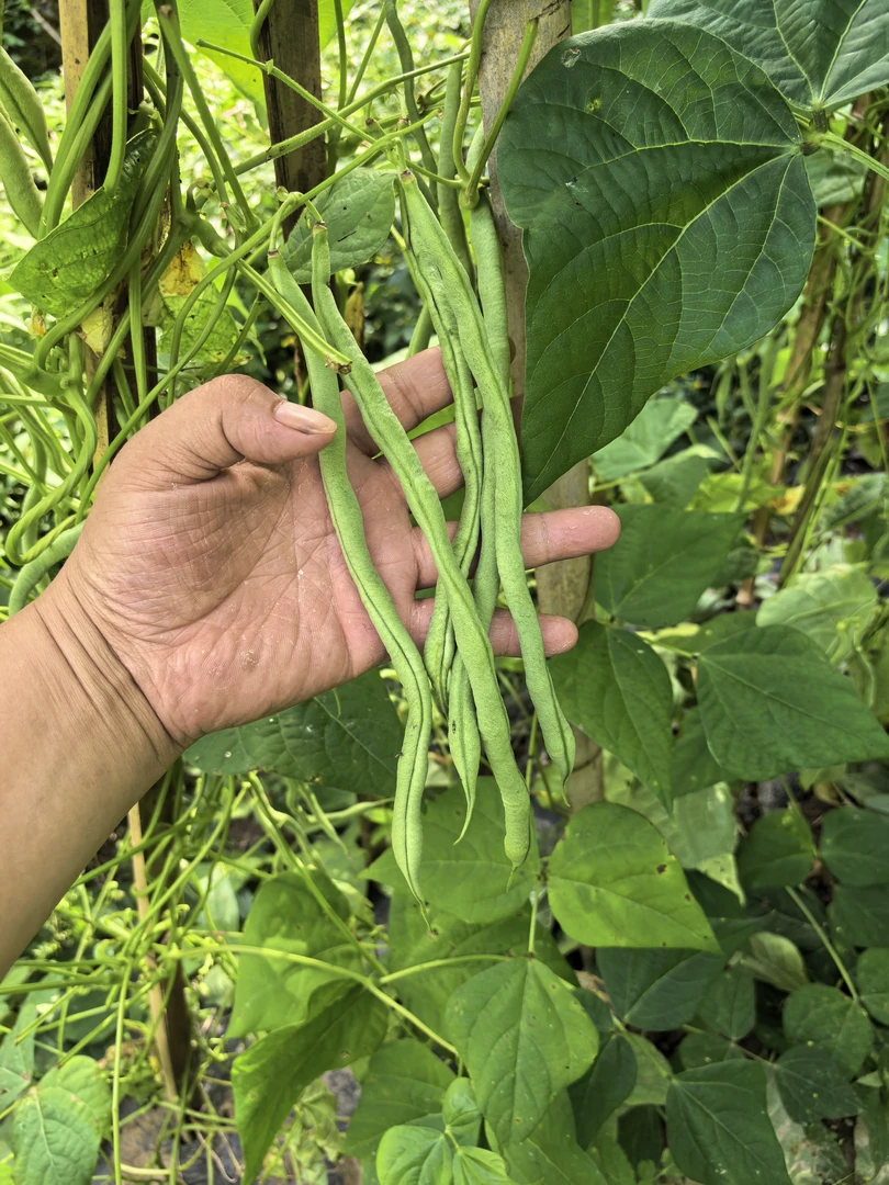 湖北利川新鲜四季豆农家自种无筋豆脆嫩多汁现摘现发炒菜佳选