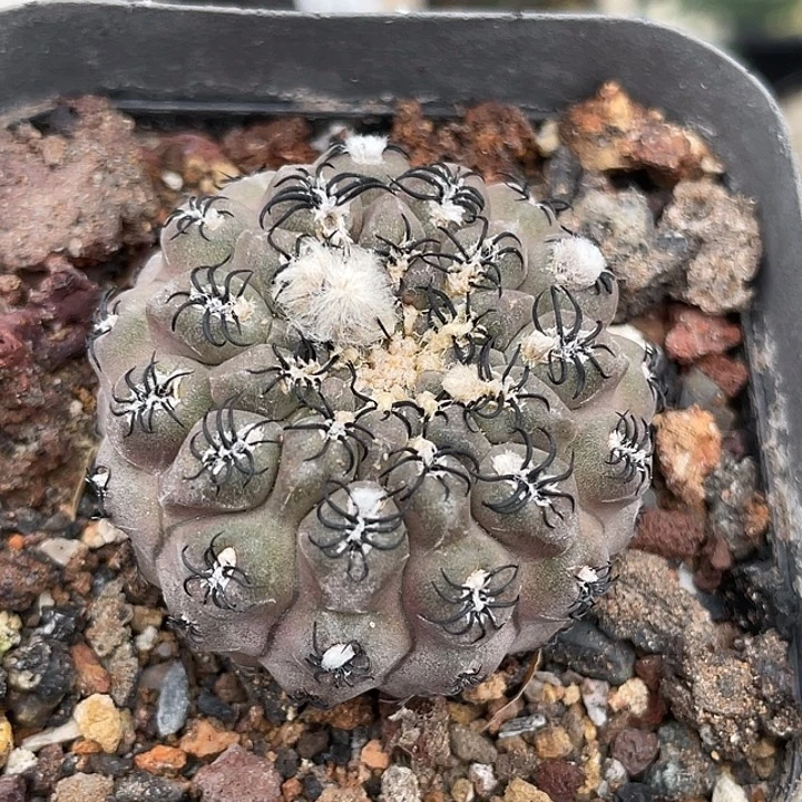 趴刺豹头玉实生仙人球