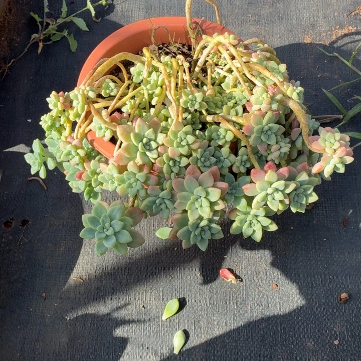 闲***语奶酪蛋糕。，。。。。。。。。。。。。。。。