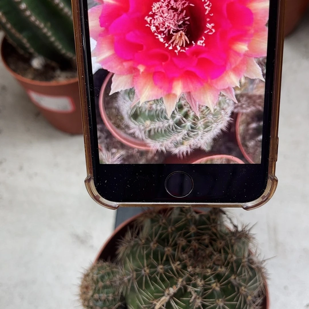 彩草99号6-7公分左右