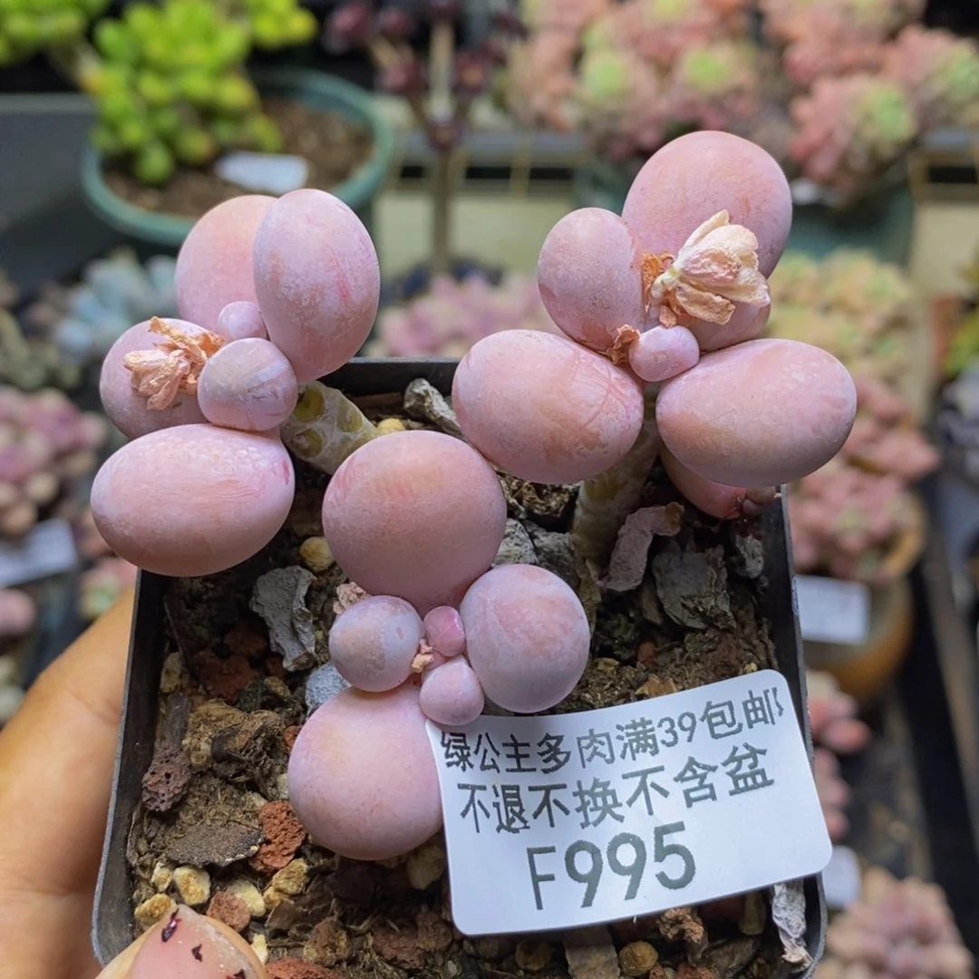 995橙奶多肉肉5c m