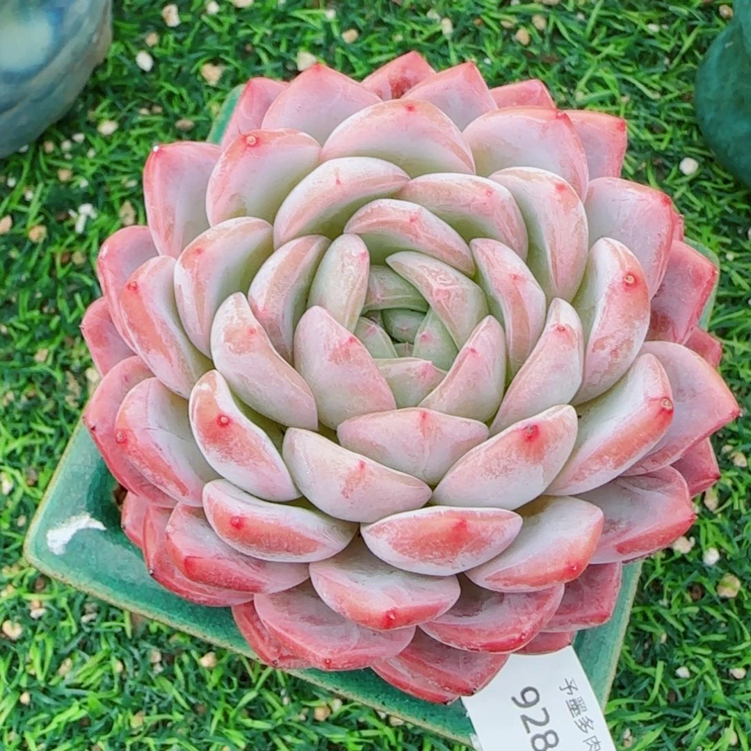 粉桃花，9281多肉植物