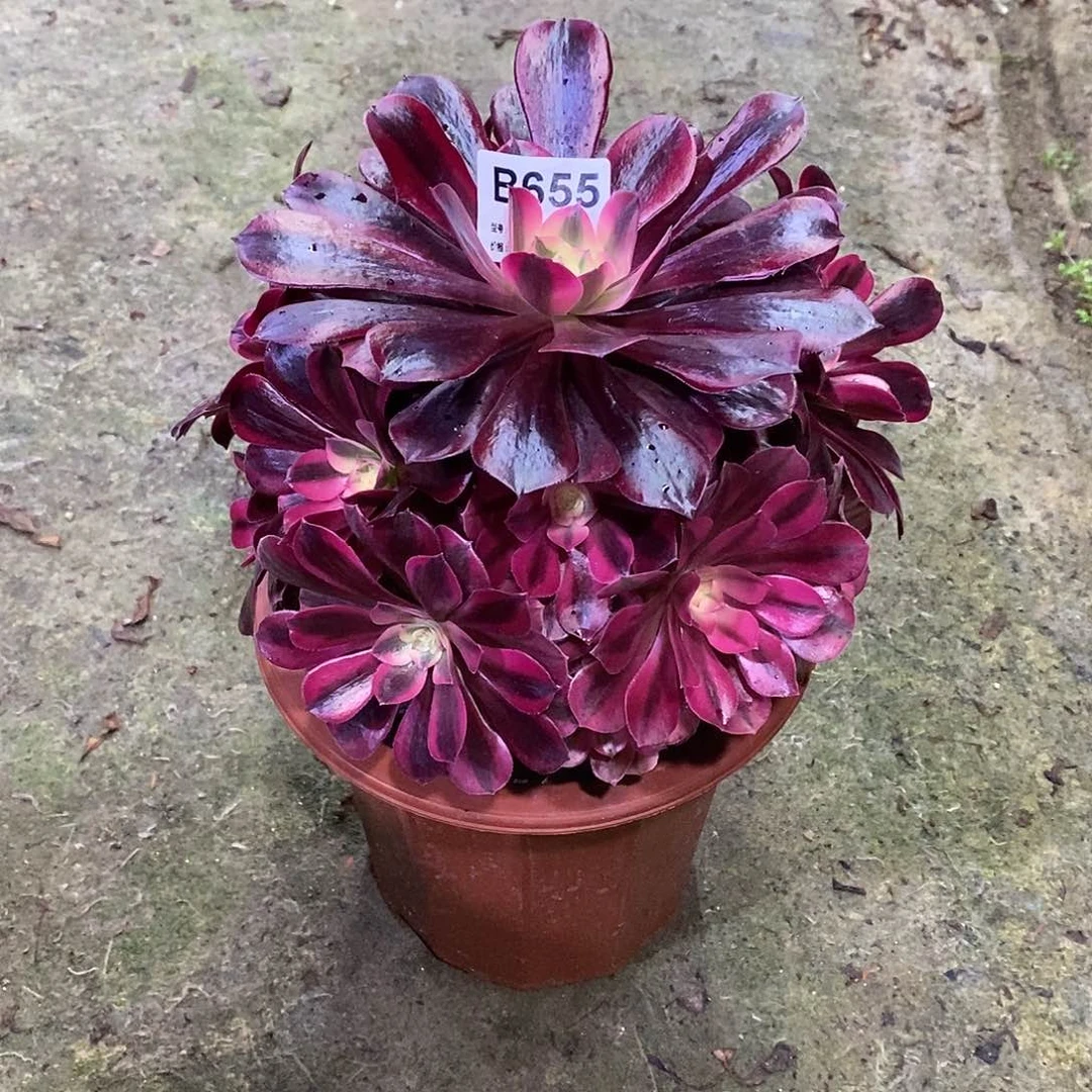 美杜莎多肉植物655