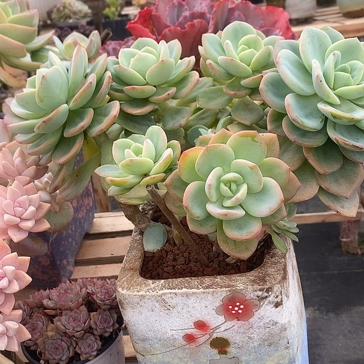 春****多肉植物肉肉植物