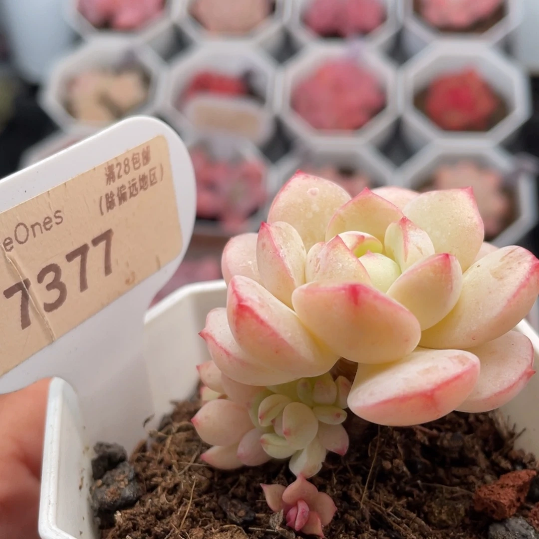 香草7377-4.0厘米