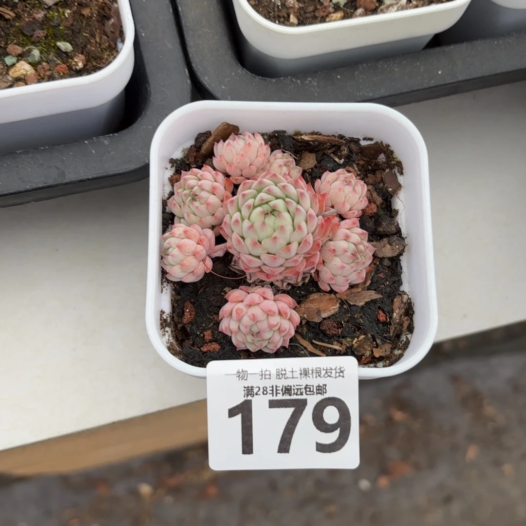 小粉梅无盆土发货