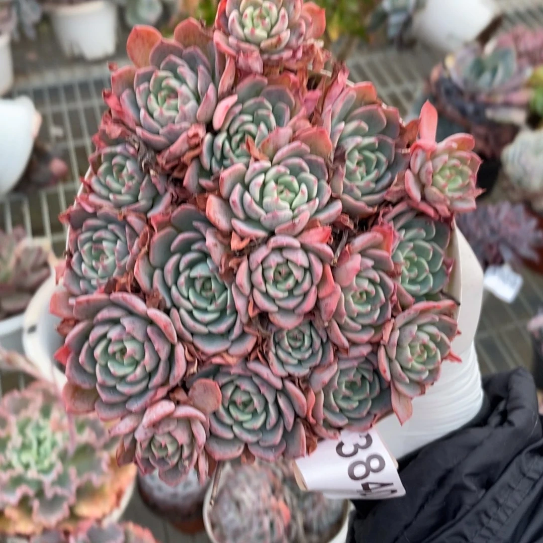 3840娜娜小勾一物一拍