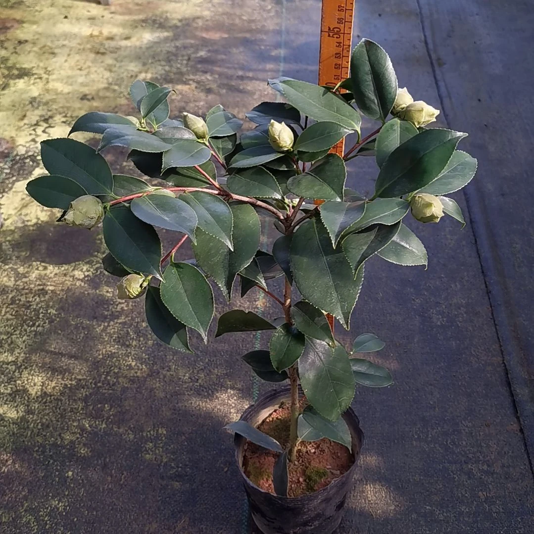 少量花朵（建议范围：2朵-5朵 或40%以下）绿可娜