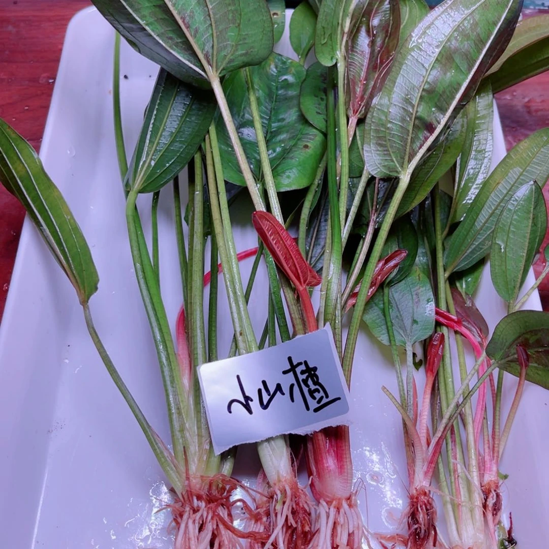 美小呆精品水草套餐