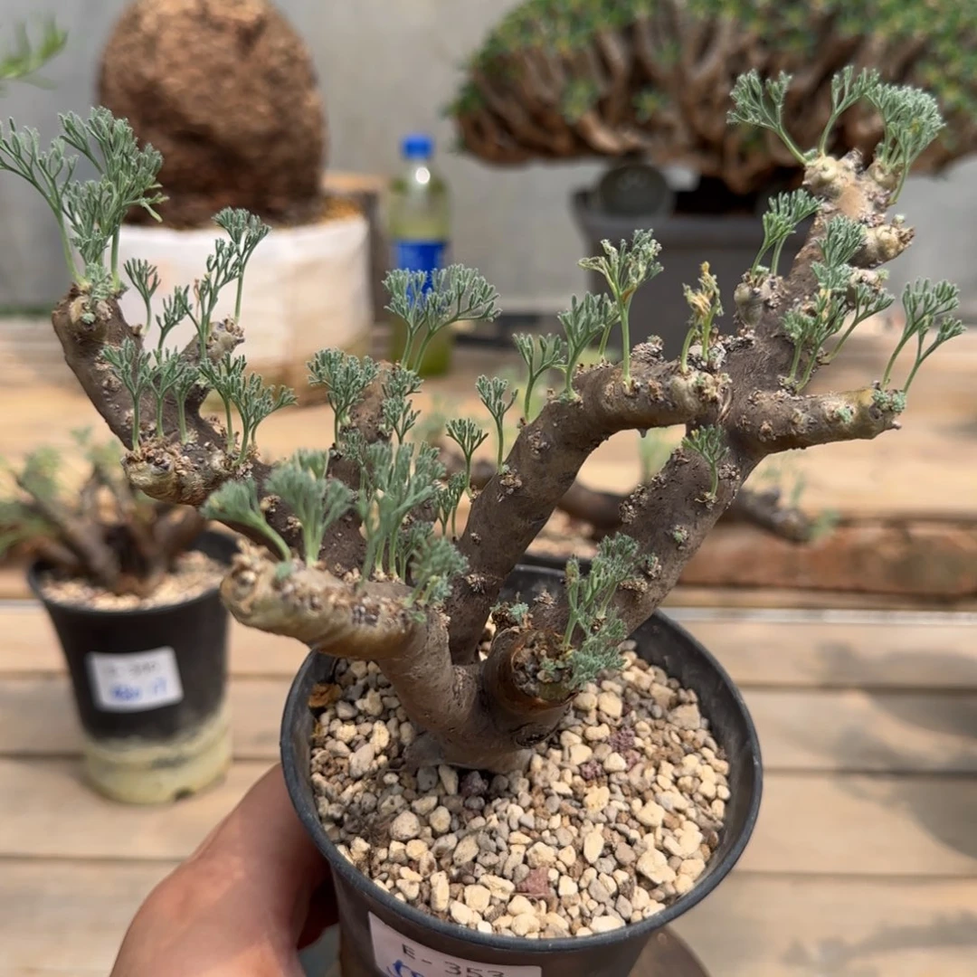 353黑皮月界块根植物