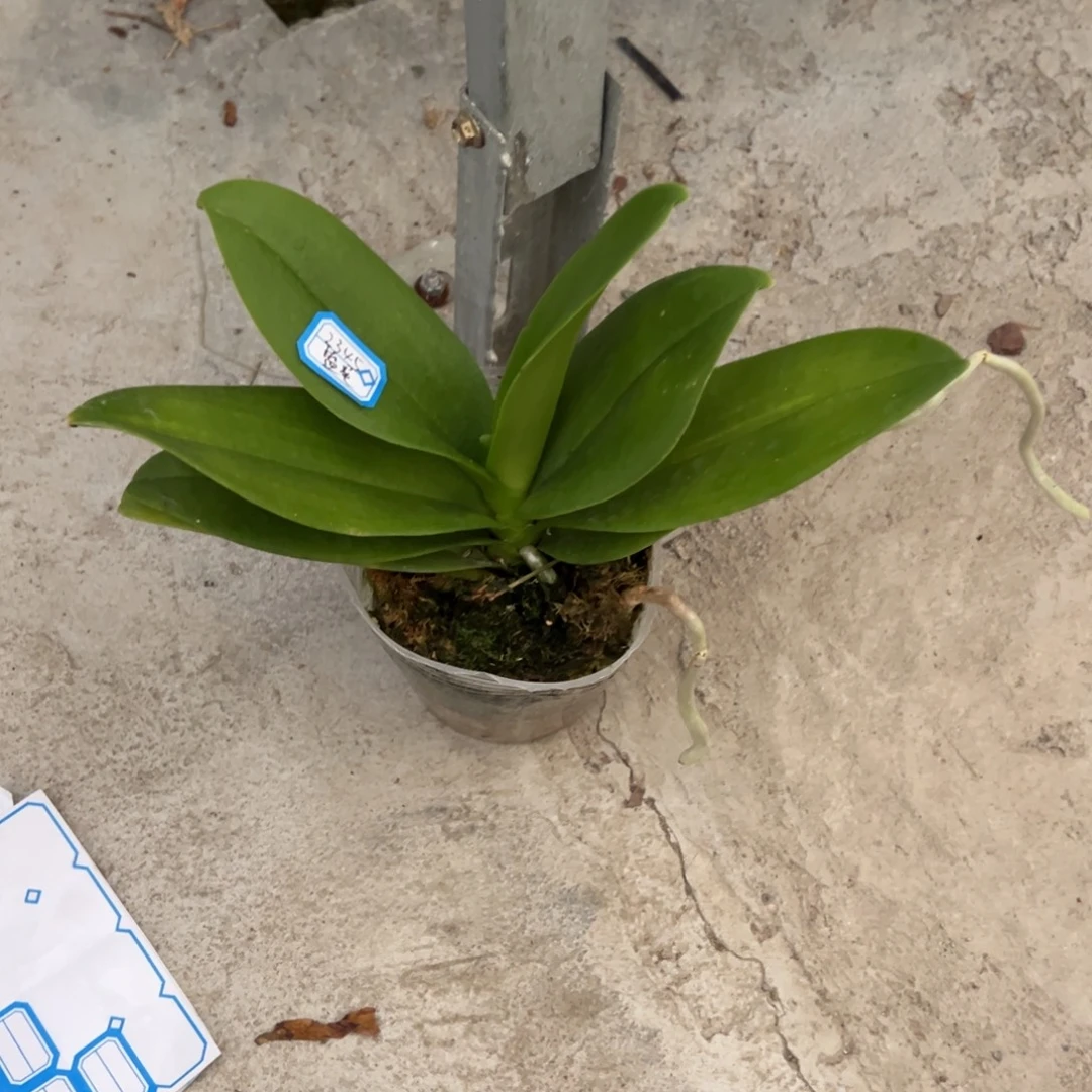 7****当前无花栽培后可以开花2345蓝星3.5杯