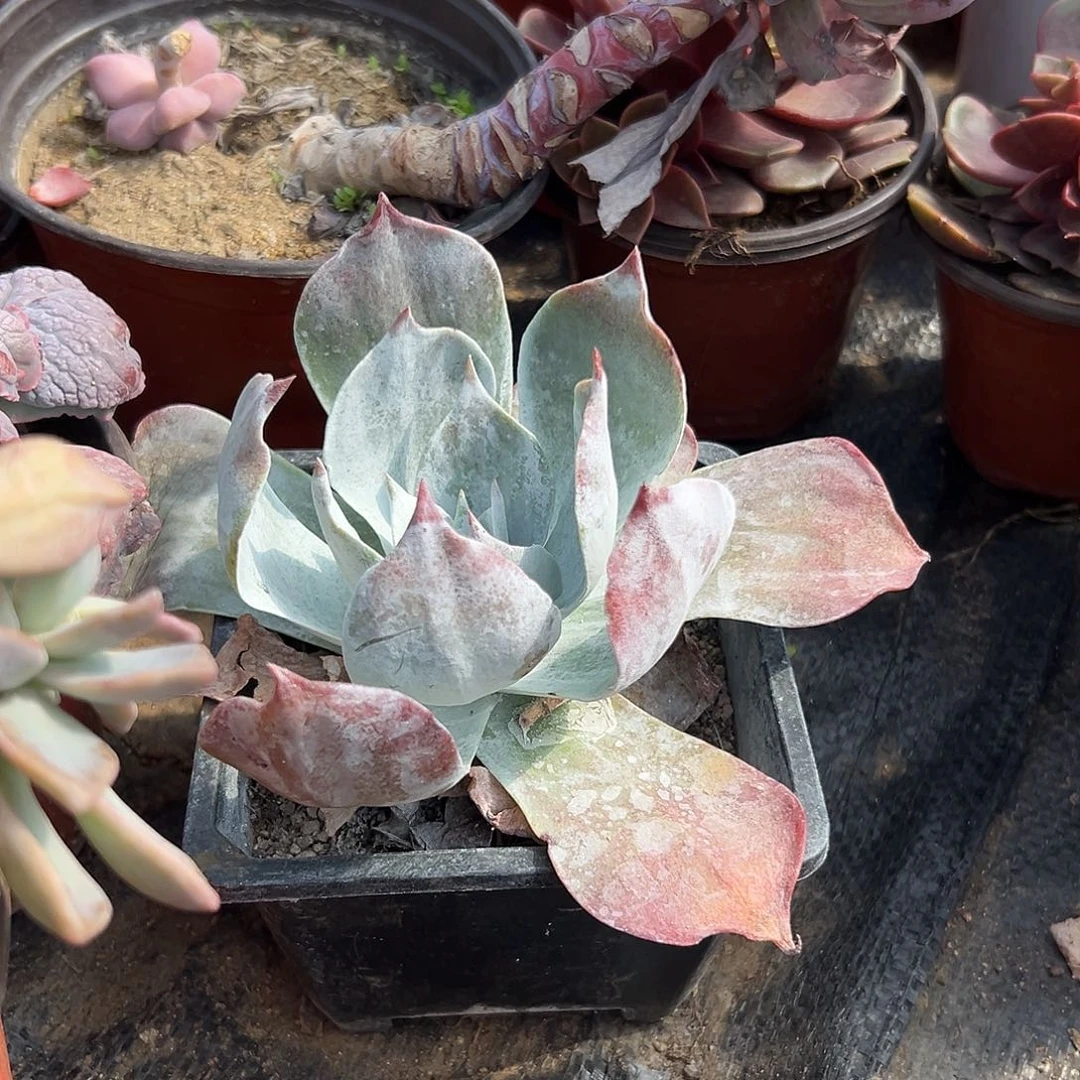 多肉植物雪山老庄