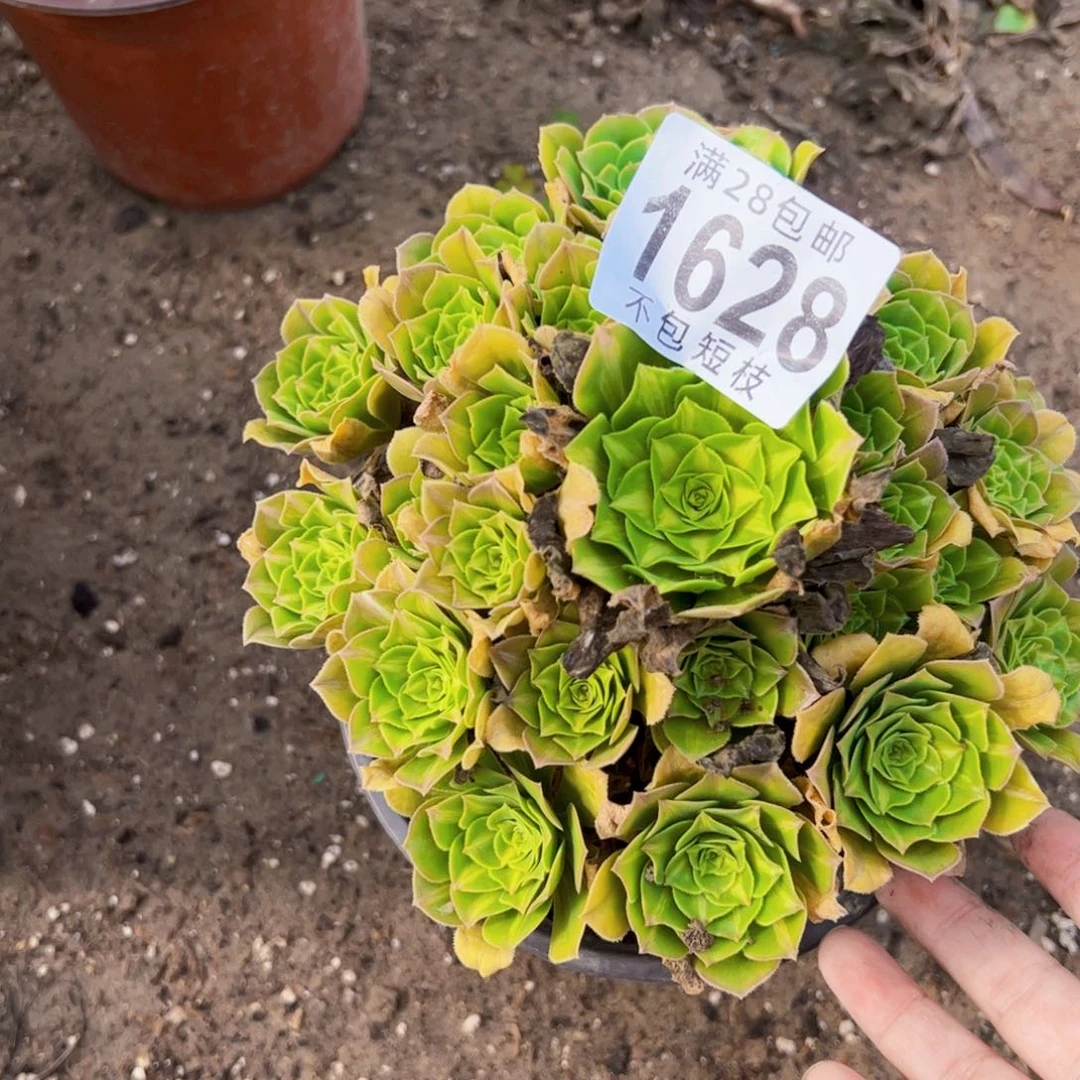 1628多肉植物法琉璃法师