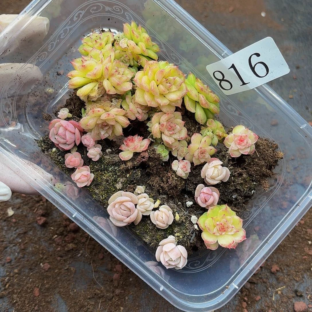 多肉植物多肉植物816