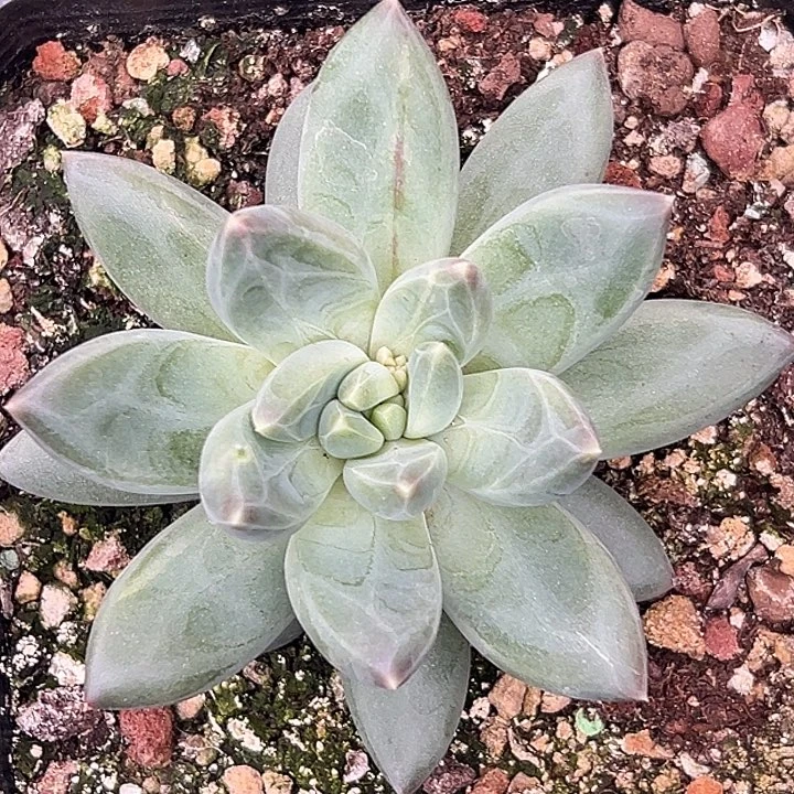 美人特价一物一拍