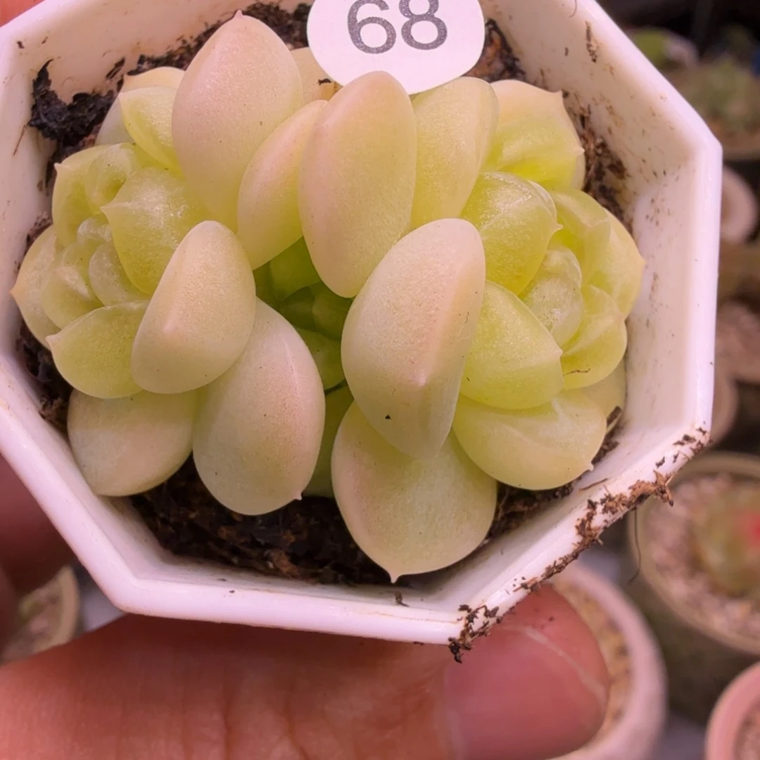 财富现金双头一物一拍
