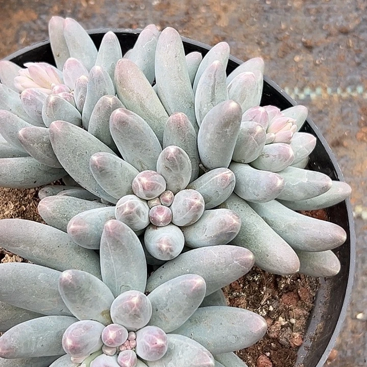 乌拉奶美人大群一物一拍