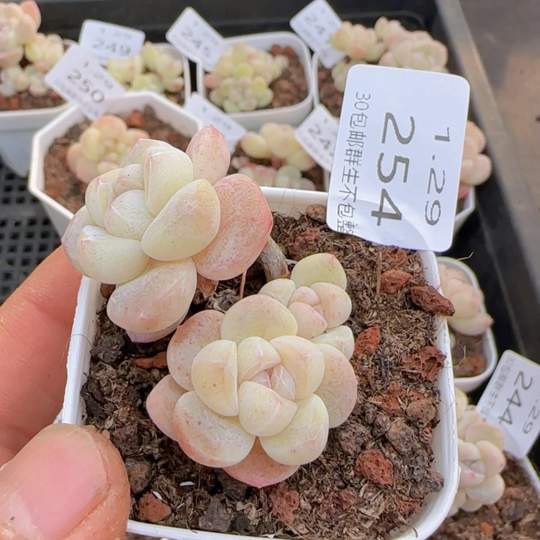 飘枝冰玉一颗脱土发货