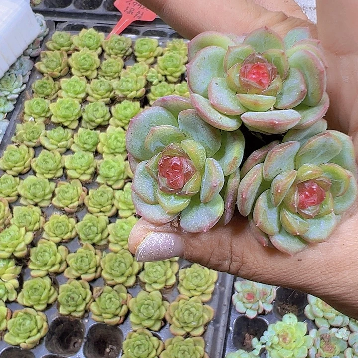 琴心苗3个19包邮多肉植物