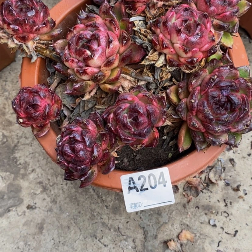 【闪购商品】北*寒多肉植物