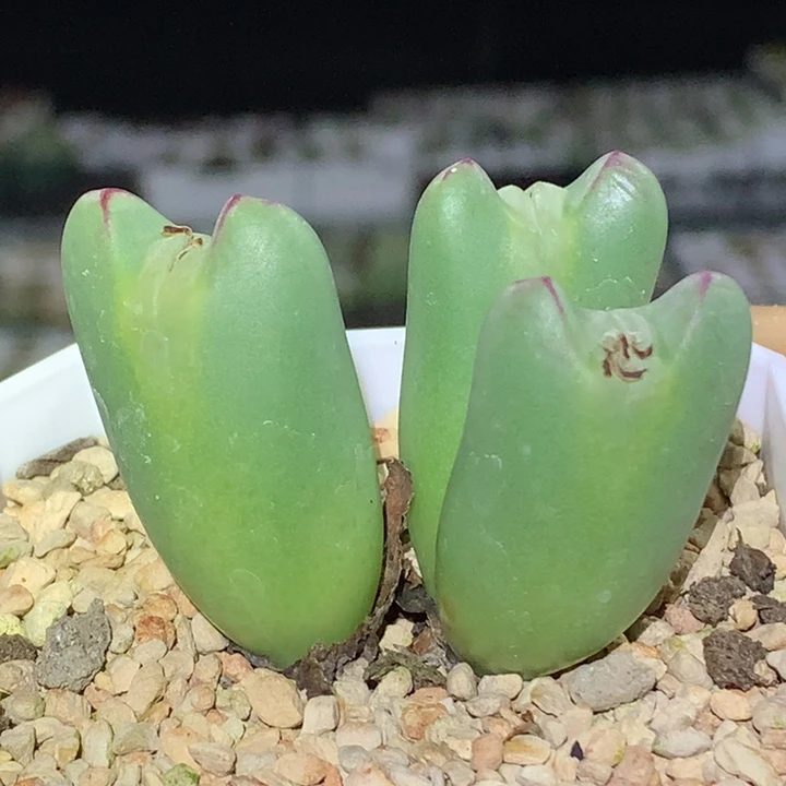 精品多肉植物精品多肉