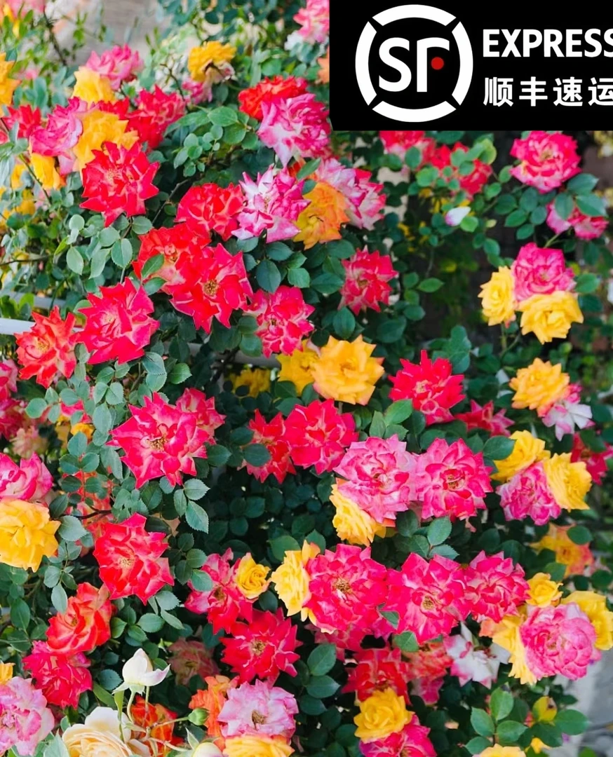 【顺丰包邮】藤彩虹多花头变色庭院爬藤月季