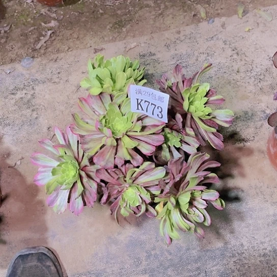 773花脸粉黛多肉植物