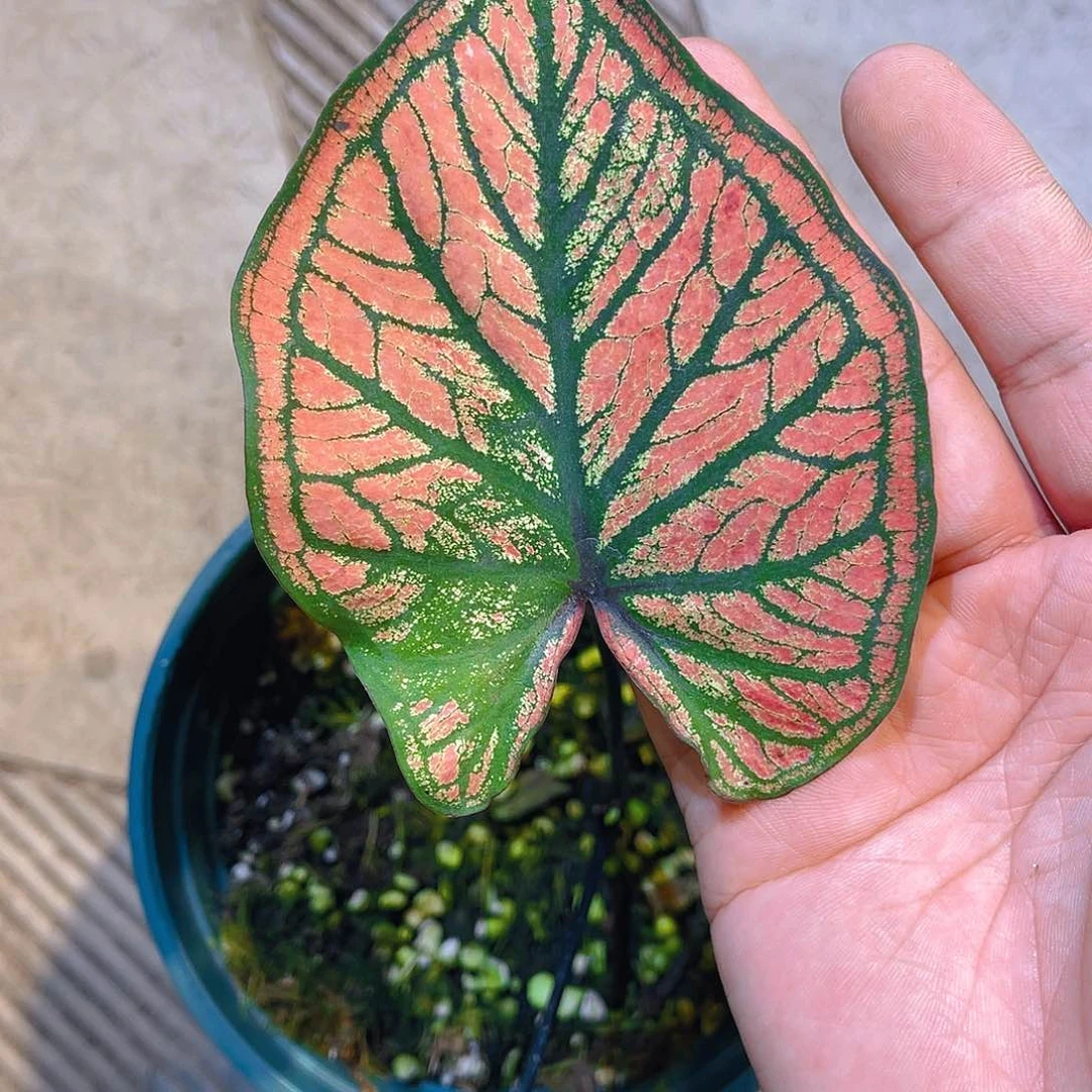 完全开放3845泰彩